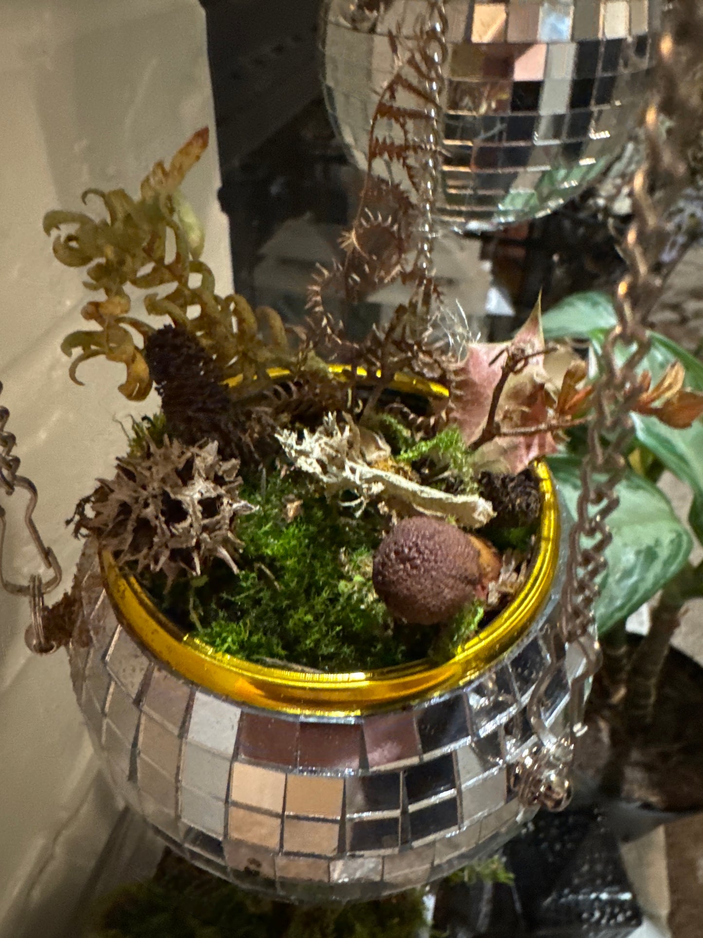 Disco Ball Moss Garden