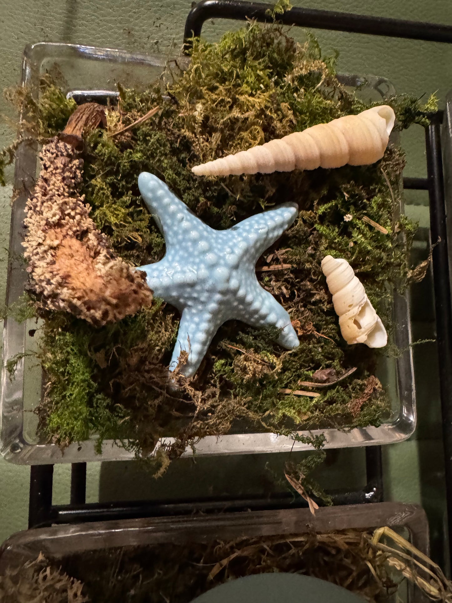 Four Elements Garden – Moss Altar for Earth, Air, Fire & Water