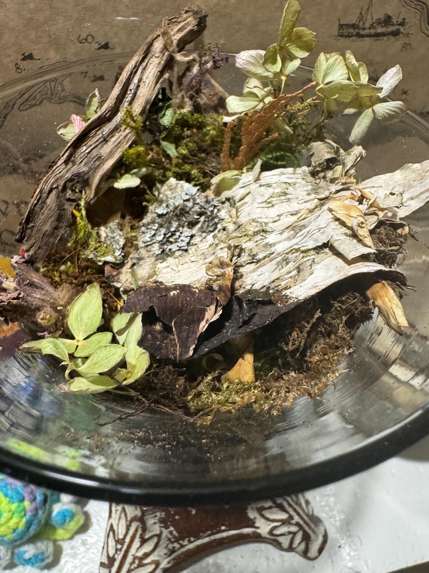 Heart of the Glade – Moss Garden in Heart-Shaped Vessel | Woodland Terrarium Art | One-of-a-Kind Moss Mom Gardens Piece