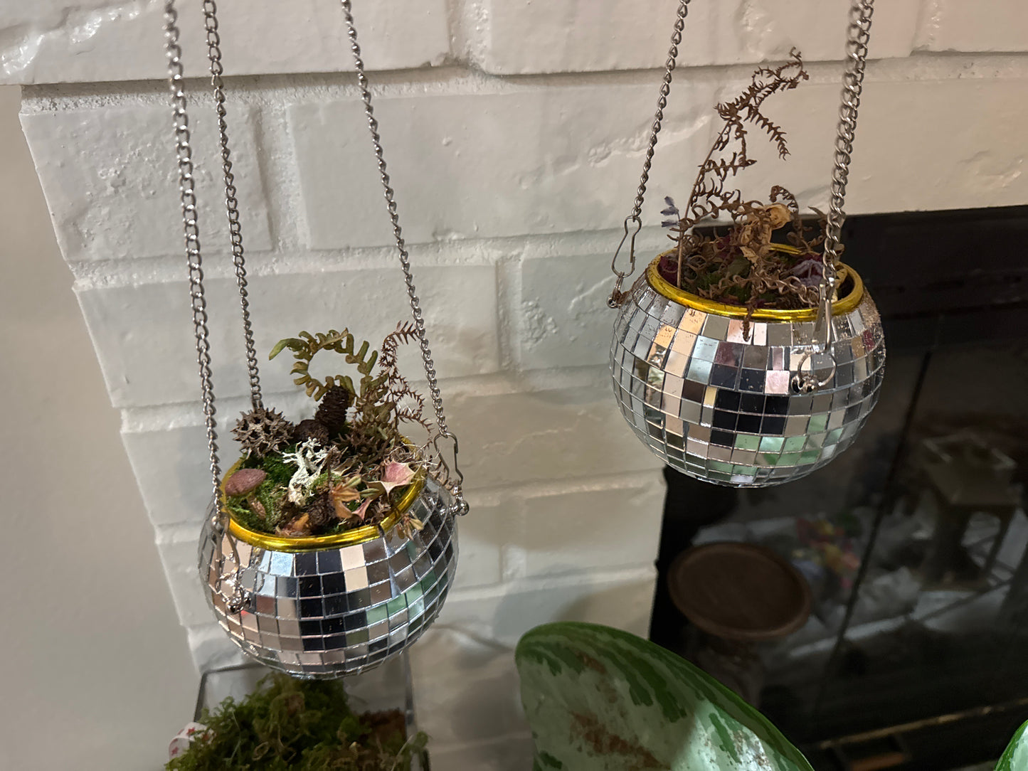 Disco Ball Moss Garden