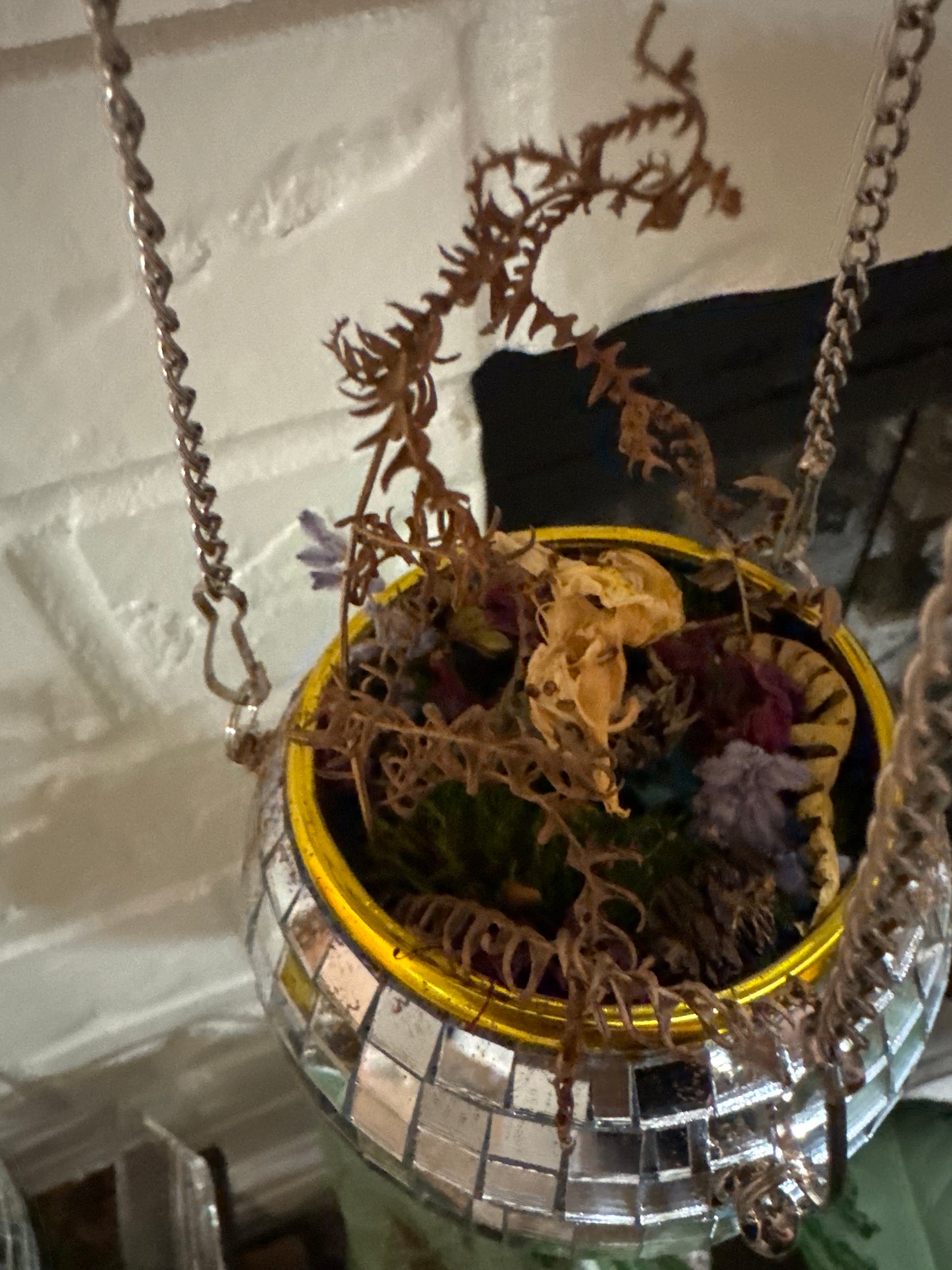 Disco Ball Moss Garden