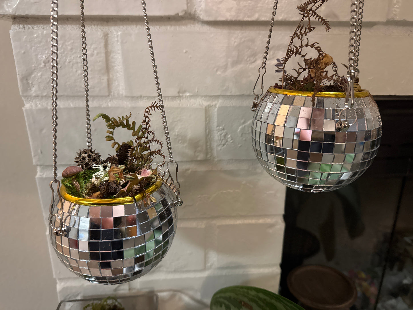 Disco Ball Moss Garden