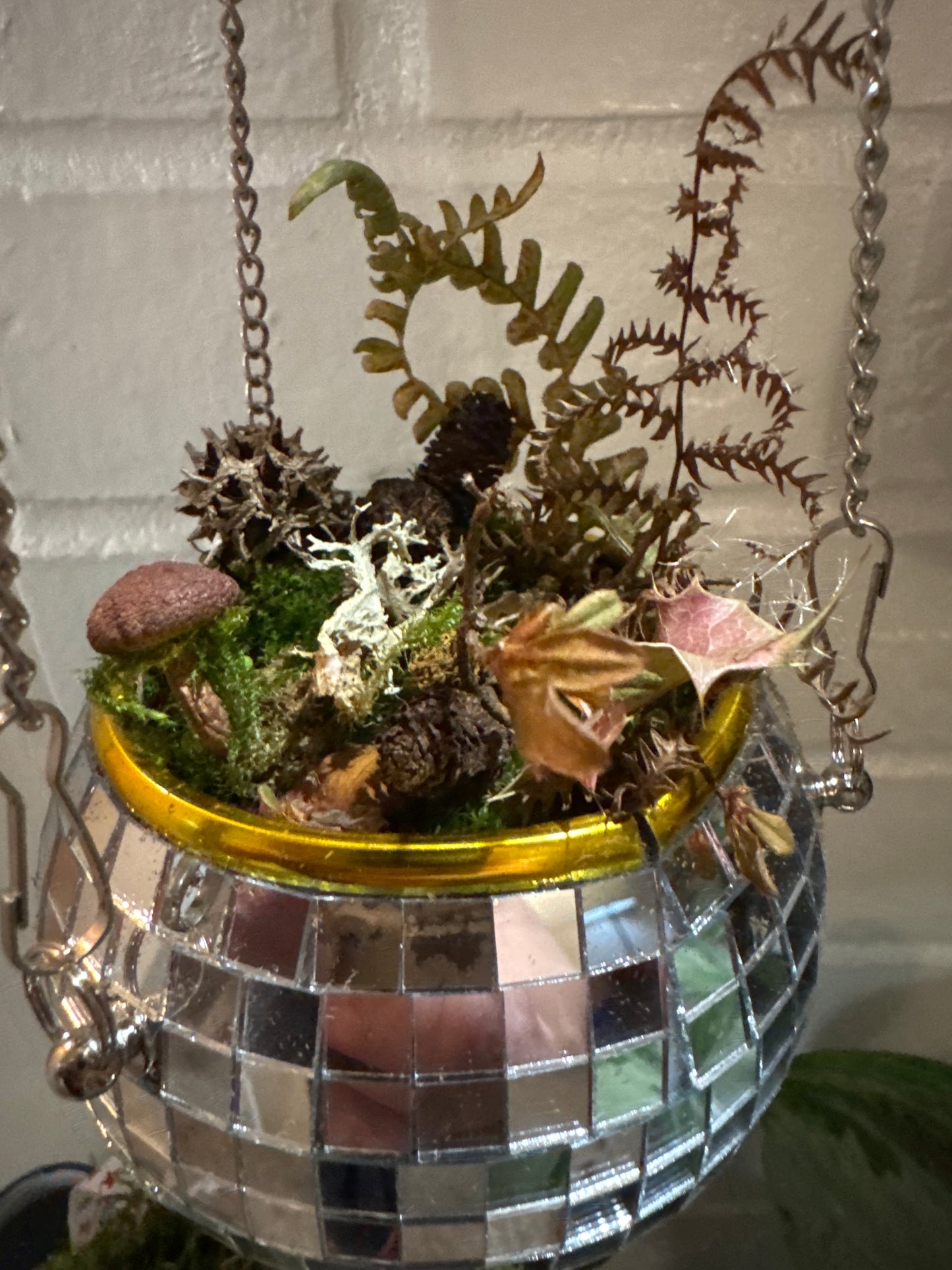 Disco Ball Moss Garden